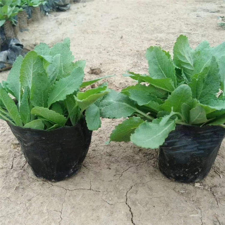 铭雅  金鸡菊报价  枝叶密集，植株生长健壮