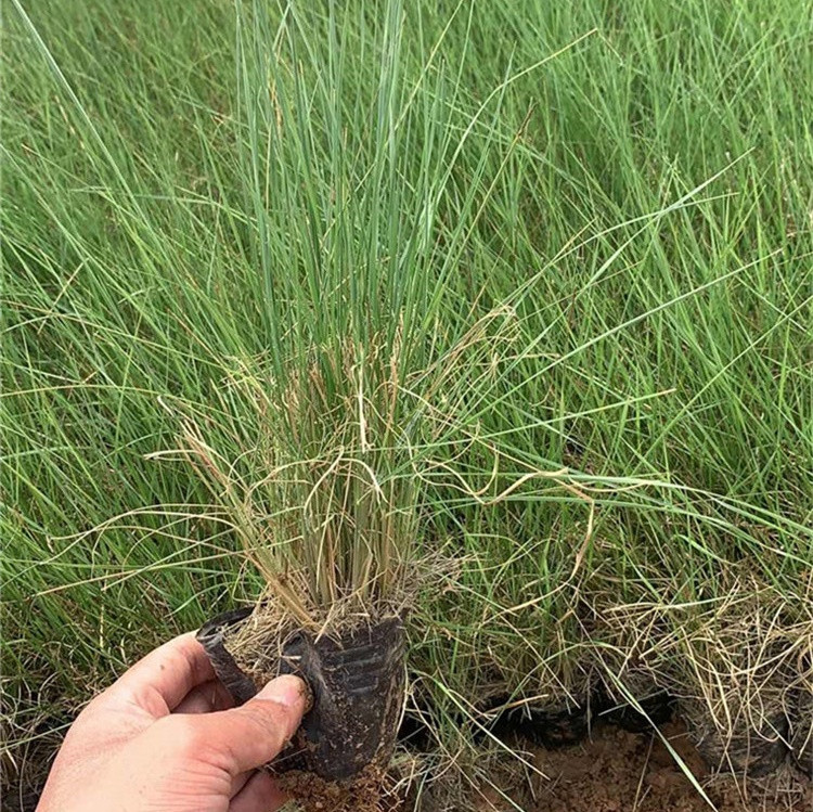 铭雅  粉黛乱子草小苗  适应能力强