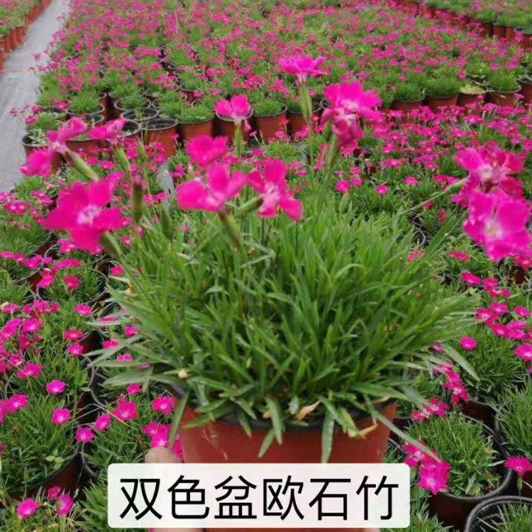 河北欧石竹苗价格 欧石竹苗质优价廉