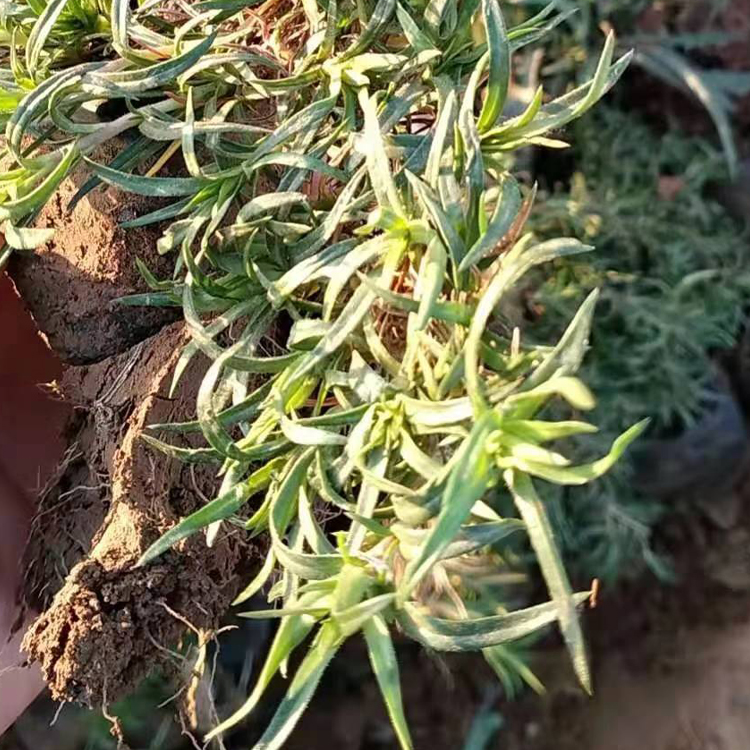 山东芝樱花海苗供应 芝樱花海苗观赏价值高