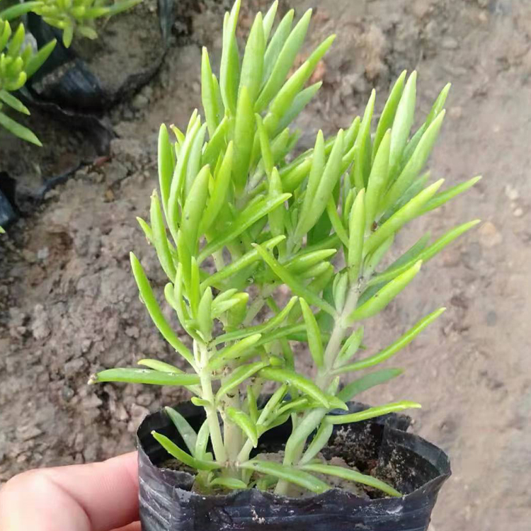青州佛甲草价格 佛甲草苗 扩展能力强