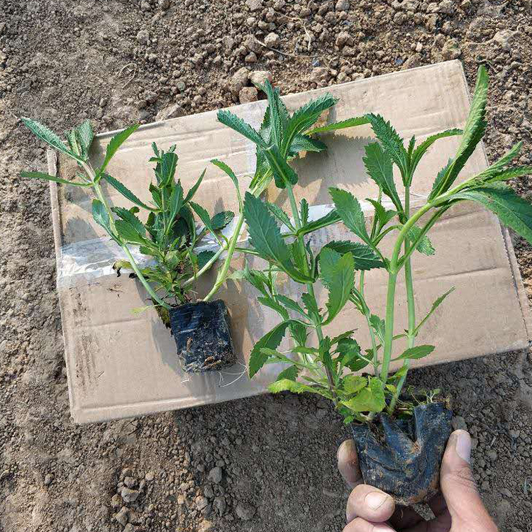 河北柳叶马鞭草苗批发 柳叶马鞭草苗观赏价值高