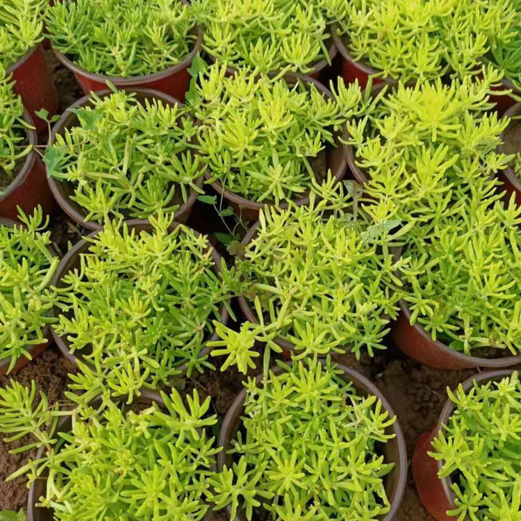 佛甲草绿化苗 观赏价值高 青州种植基地佛甲草价格