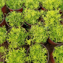 佛甲草绿化苗 观赏价值高 青州种植基地佛甲草价格