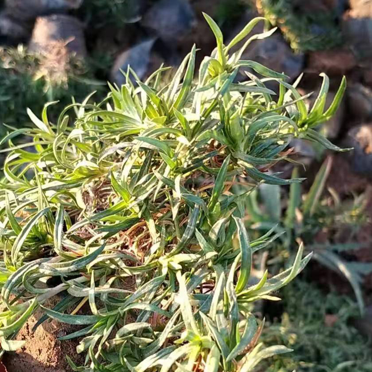 丛生福禄考小苗 山东青州丛生福禄考小苗出售 绿化植被