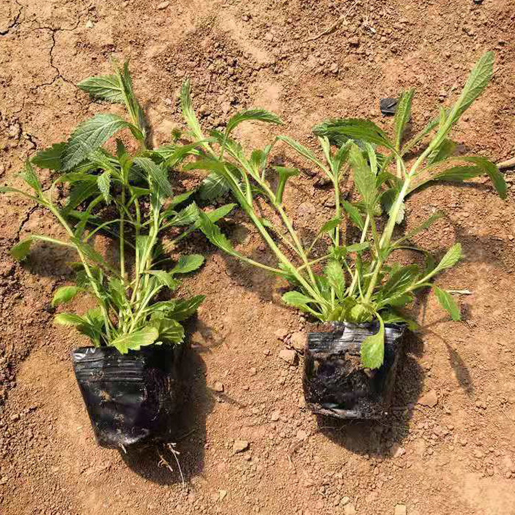 柳叶马鞭草绿化苗 山东青州柳叶马鞭草供应 绿化植被
