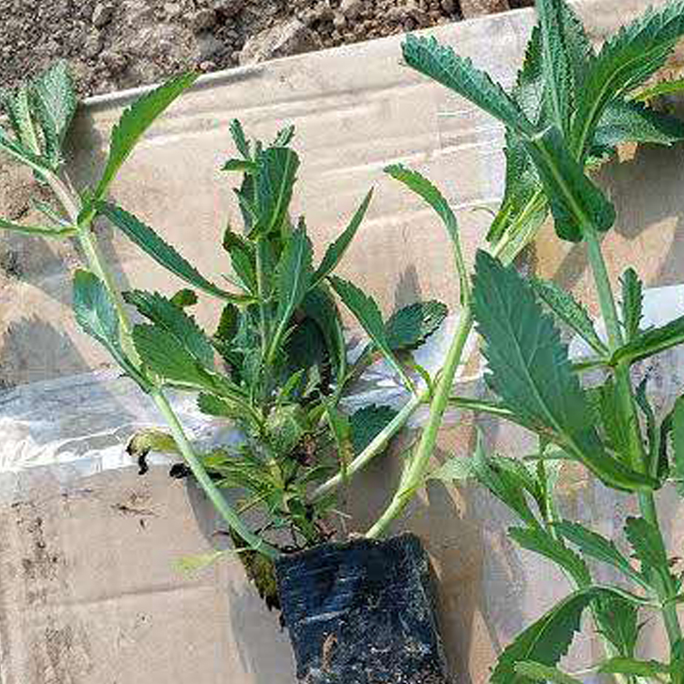 绿化用马鞭草 河北绿化用马鞭草批发 适应性较强