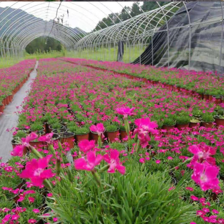 青州欧石竹批发 欧石竹苗 绿化植被