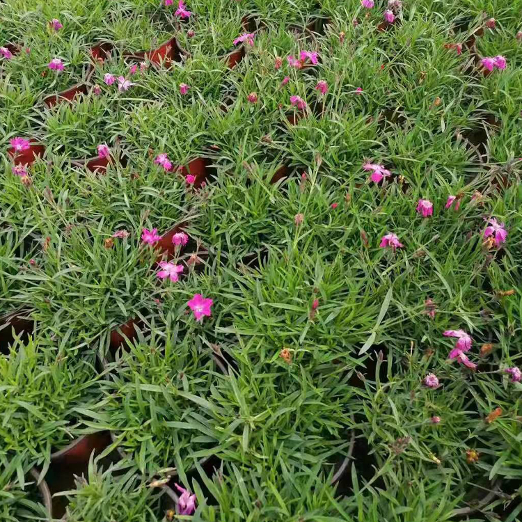 欧石竹苗价格 青州欧石竹苗绿化植被