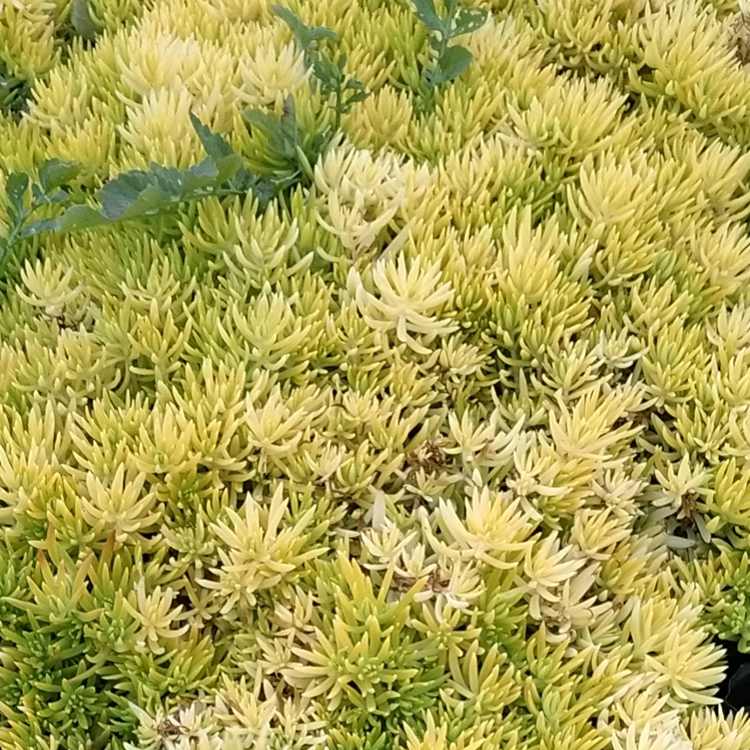 青州种植基地佛甲草价格 观赏用佛甲草 多年生草本植物