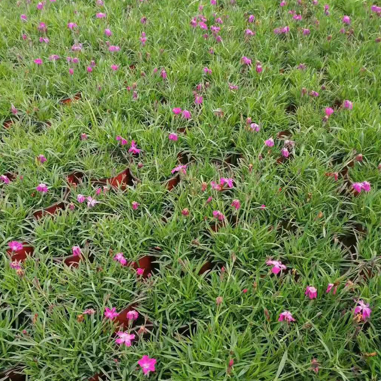 欧石竹苗 山东欧石竹批发 一二年宿根花卉