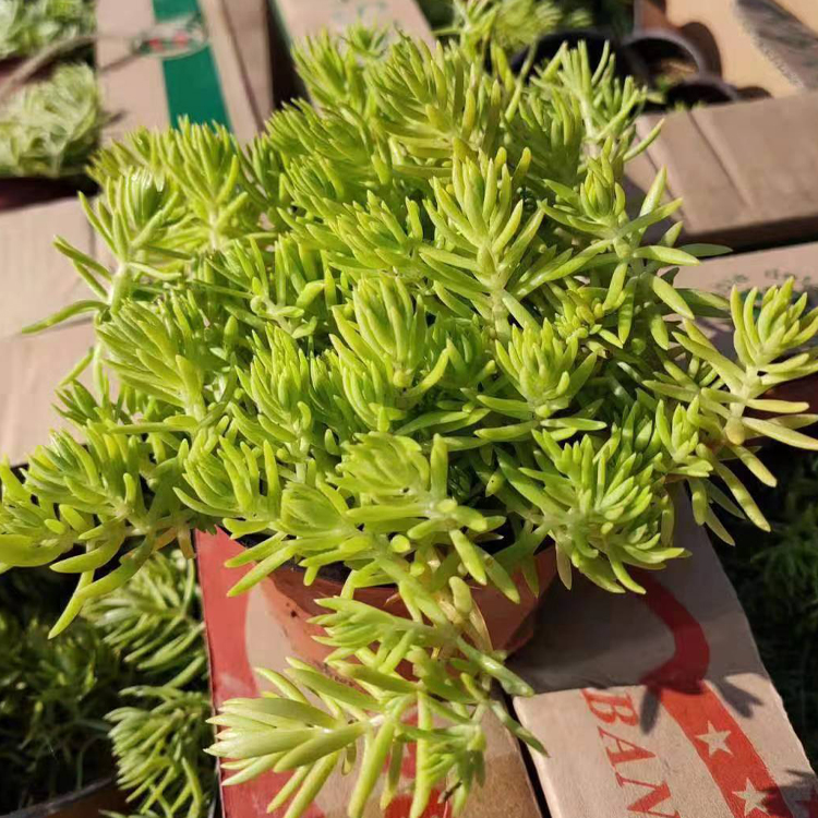 青州花卉佛甲草出售 观赏用佛甲草 生长速度快
