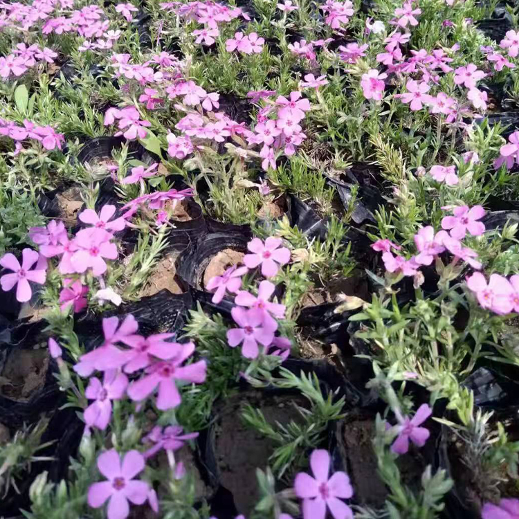 山东青州芝樱花海苗价格 芝樱花海苗多年生矮小草本