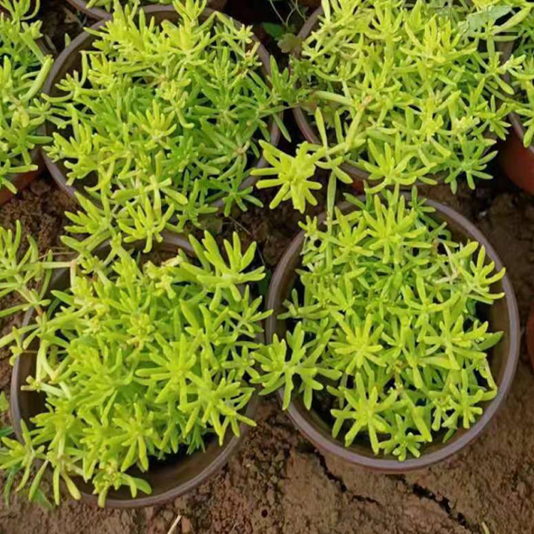 青州佛甲草报价 绿化用佛甲草 欢迎来电咨询