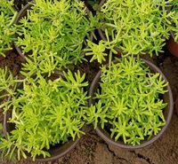 青州佛甲草报价 绿化用佛甲草 欢迎来电咨询
