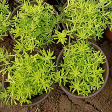 青州佛甲草报价 绿化用佛甲草 欢迎来电咨询
