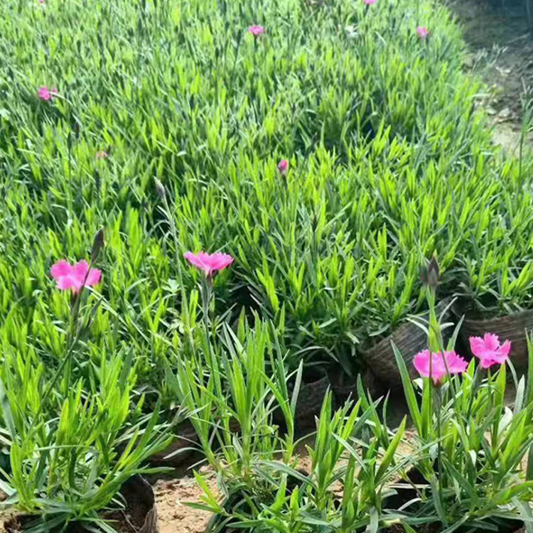 山东青州欧石竹苗 打造网红花海 欧石竹供应