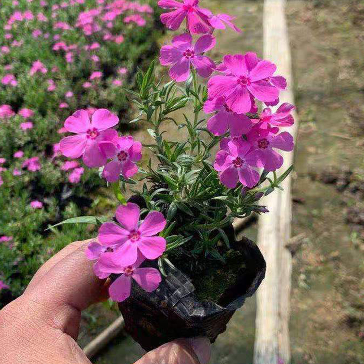 芝樱花海苗 欢迎来电咨询 河北丛生福禄考出售