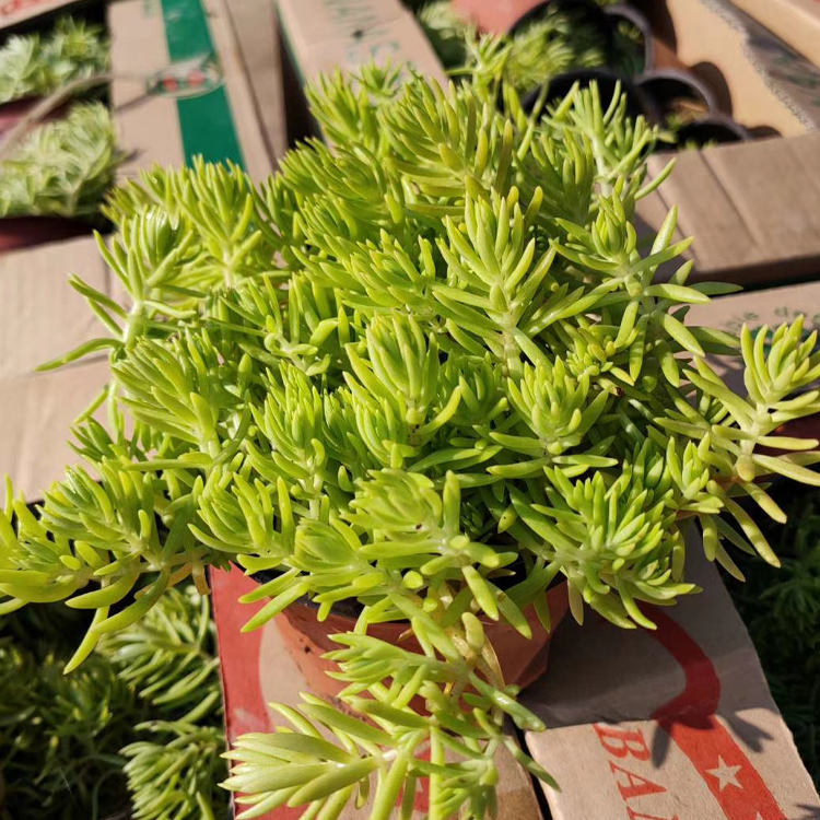 河北佛甲草出售 佛甲草苗 观赏价值高