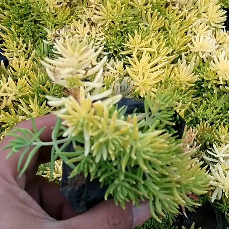 青州花卉佛甲草报价 观赏用佛甲草 生长速度快