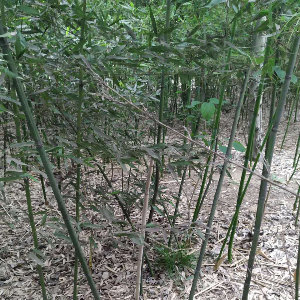 早园竹 大量出售早园竹 早园竹供货商