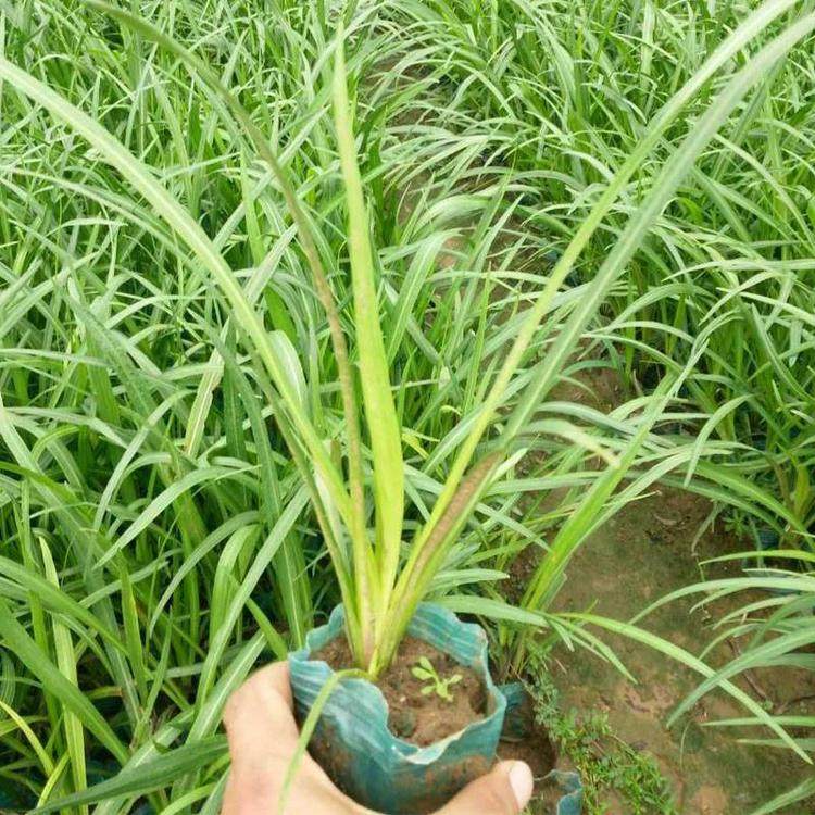咨豪蛇鞭菊 花坛植物蛇鞭菊杯苗批发 欢迎选购