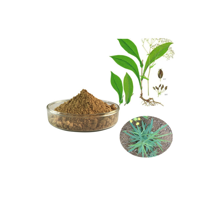 慈缘柴胡提取物低温真空干燥  精细粉末柴胡 