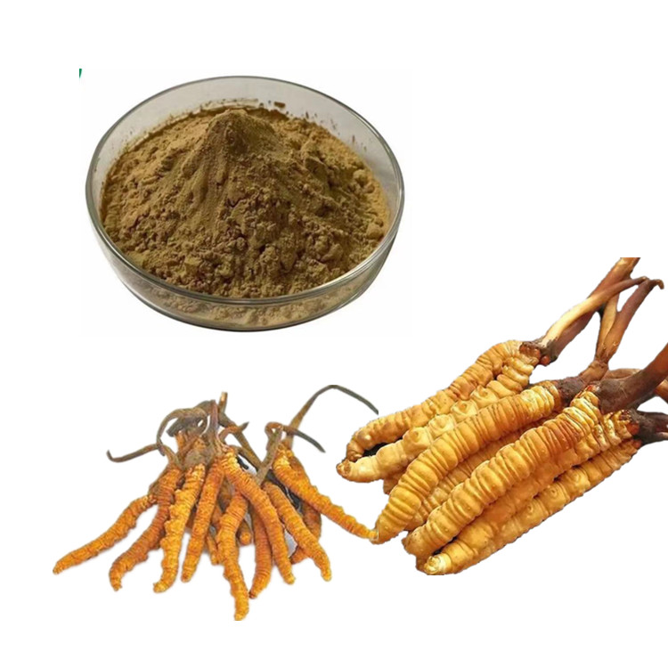 虫草提取物 虫草多糖 冬虫夏草提取物 虫草比例 虫草保健原料品 冬虫夏草热销品