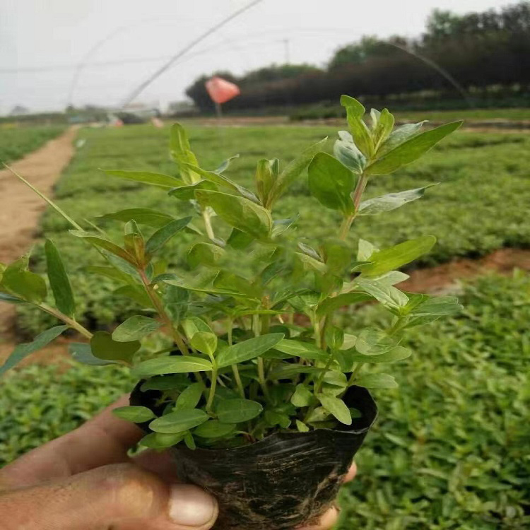 千屈菜批发商 天卓千屈菜苗 宿根草花批发