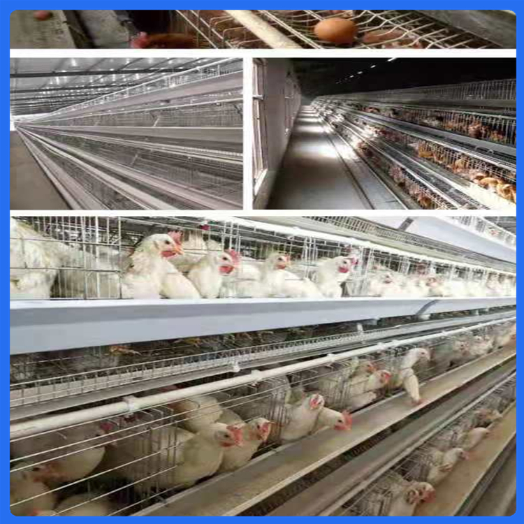肉鸡笼批发 养殖用框架鸡笼 鸡舍养殖笼具