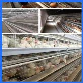 成品鸡笼    养殖用框架笼  全自动鸡笼价格