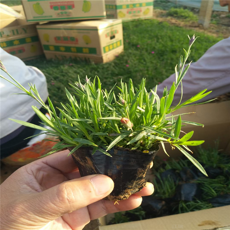 开花草坪欧石竹基地 大量供应欧石竹穴盘苗 江瑞苗圃直供