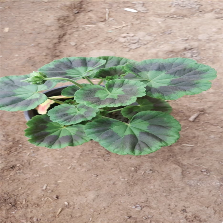 江瑞供应天竺葵 天竺葵大量供应 多色天竺葵批发 量大优惠