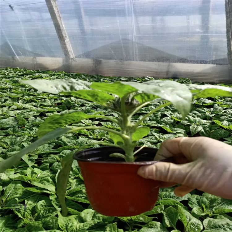 大量供应向日葵 矮化向日葵基地 向日葵小苗 绿化向日葵价格