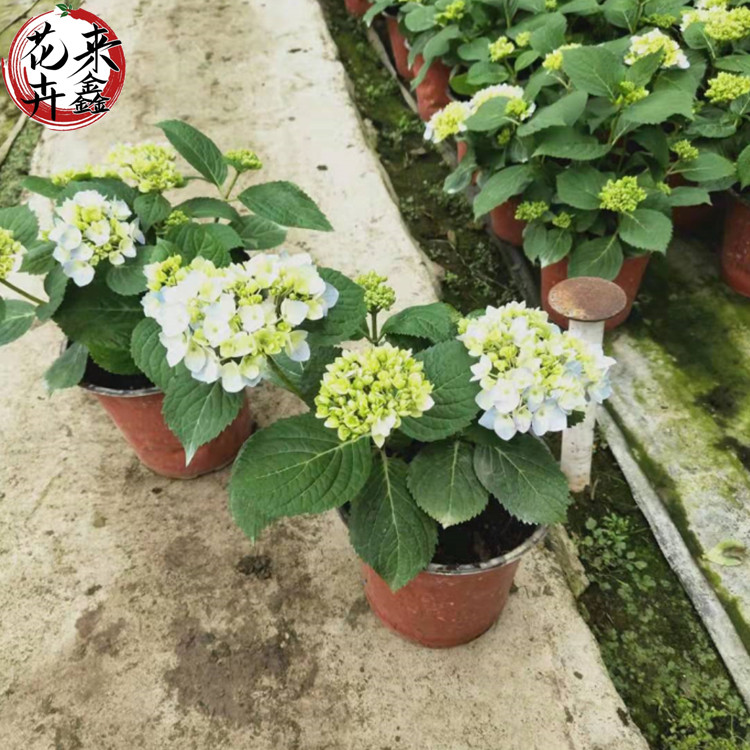 批发绣球花 青州无尽夏绣球双色盆 120绣球小苗上车价 来鑫花卉现货