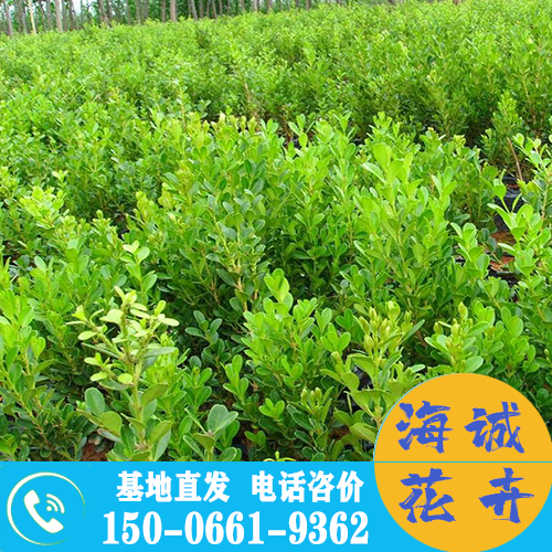 云南小叶黄杨苗批发大叶黄杨 青州绿化草花苗木种植基地