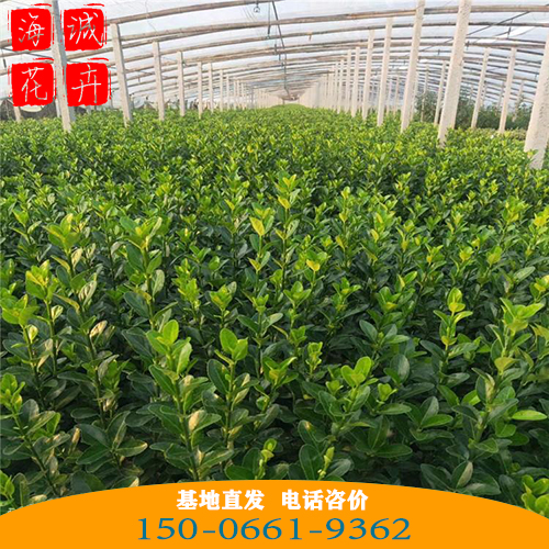山西小叶黄杨苗批发大叶黄杨 青州绿化草花苗木种植基地