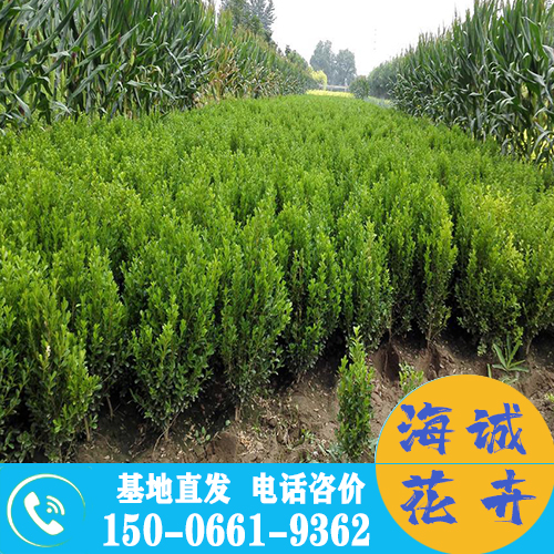 江苏小叶黄杨苗批发大叶黄杨 青州绿化草花苗木种植基地