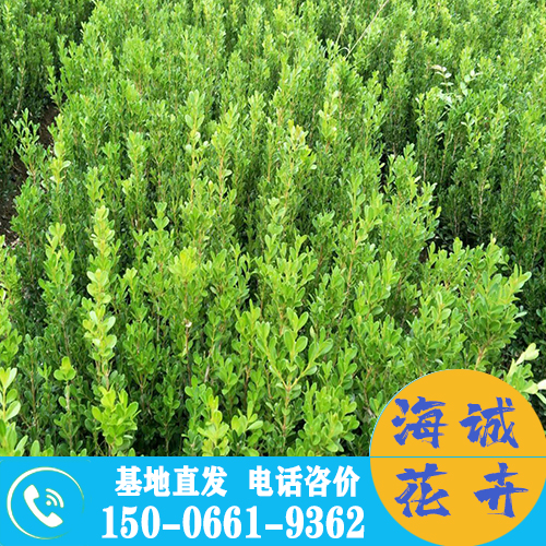 宁夏小叶黄杨苗批发大叶黄杨 青州绿化草花苗木种植基地