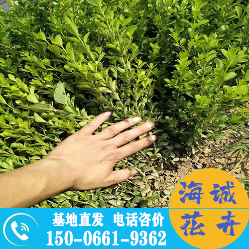 河北小叶黄杨苗批发大叶黄杨 青州绿化草花苗木种植基地