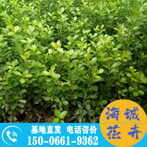 北京小叶黄杨苗批发大叶黄杨 青州绿化草花苗木种植基地