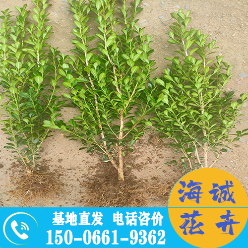 山东小叶黄杨苗批发大叶黄杨 青州绿化草花苗木种植基地