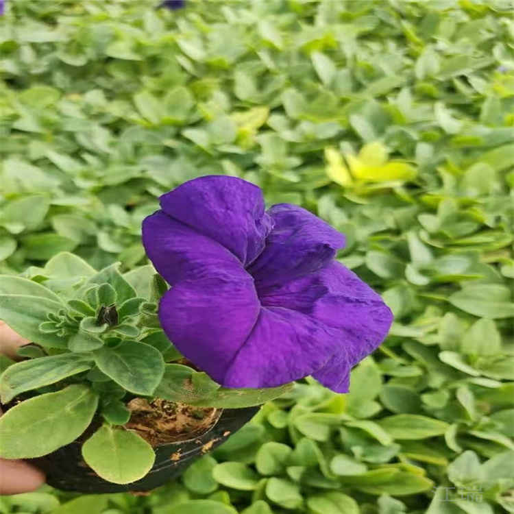 时令花卉矮牵牛 多色矮牵牛种子 盆栽矮牵牛现货供应 量大优惠