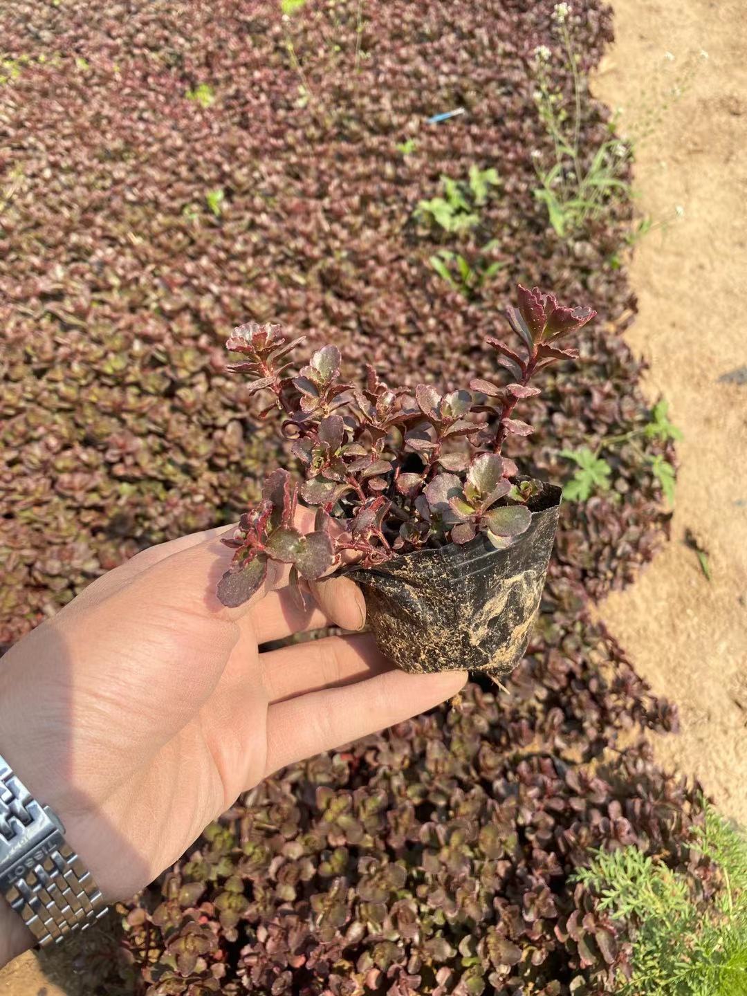 红景天绿化苗  小球玫瑰杯苗 