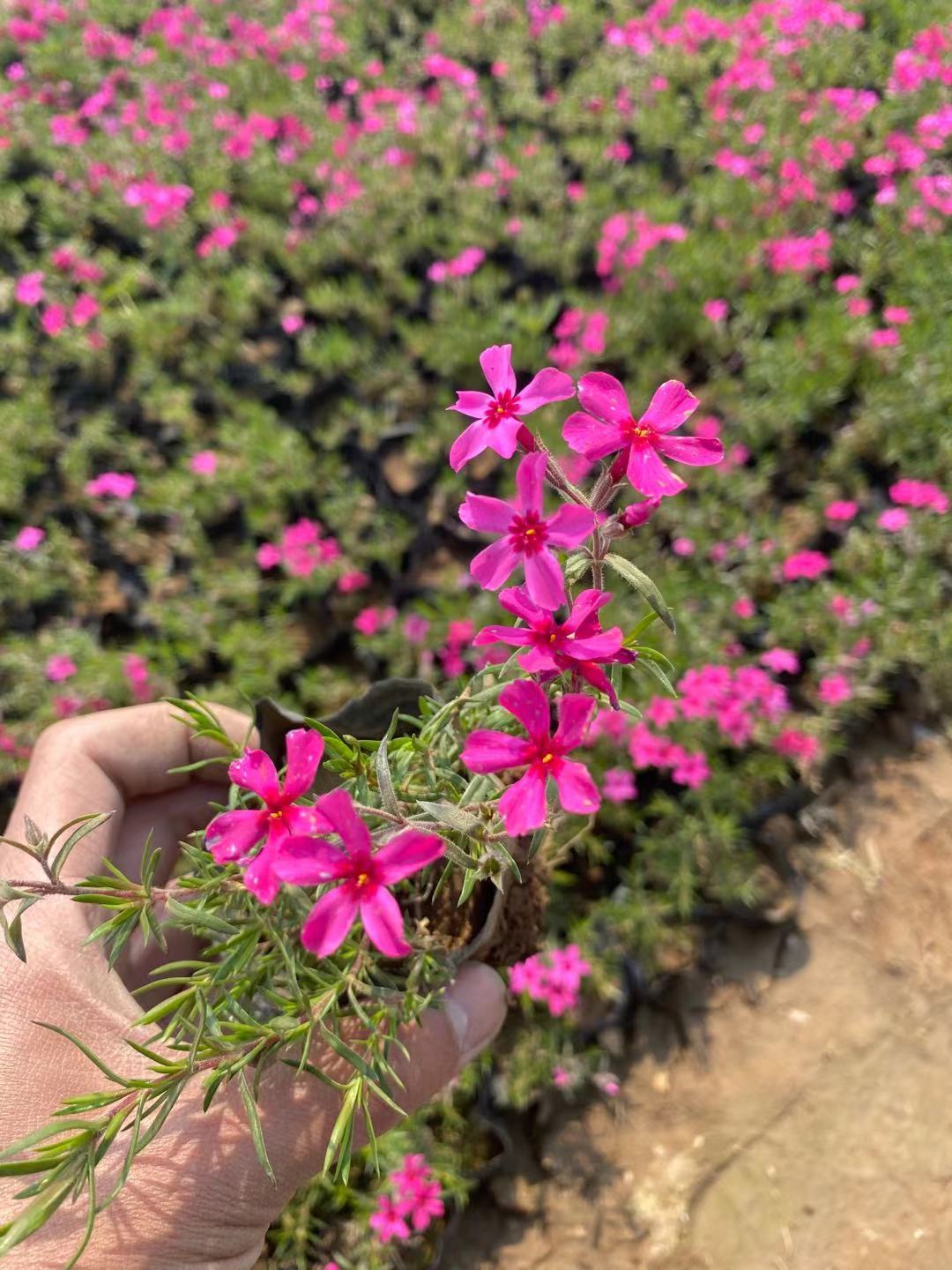 福禄考  丛生福禄考 芝樱 小涵花卉