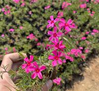 福禄考  丛生福禄考 芝樱 小涵花卉