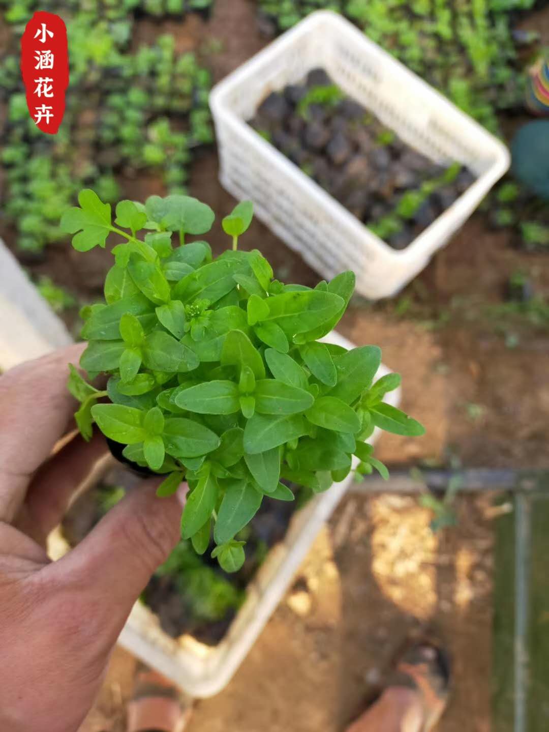 千屈菜   多芽千屈菜