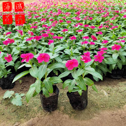 长春花小苗 长春花批发  宿根草花长春花海诚花卉