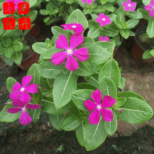 长春花租摆花卉种植基地  园林绿化草花批发