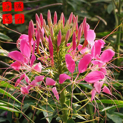 醉蝶花苗圃 海诚醉蝶花批发  绿化苗木宿根草花